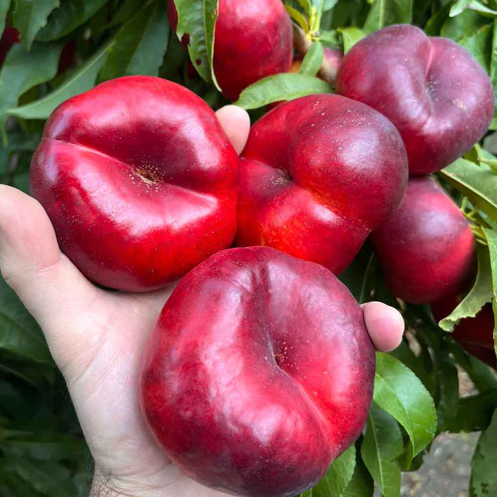 Nectarinas planas maduras en el árbol