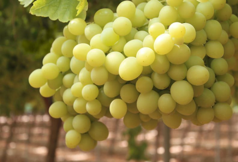 Racimo de uva blanca en el viñedo